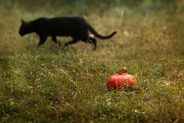 Pumpkin and defocused black cat on background outdoors.