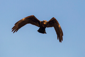 Beautiful bird of prey flying on the blue sky. Western marsh harrier (Circus aeruginosus), female.