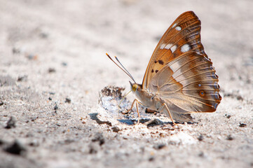 Fototapeta na wymiar motyl mieniak strużnik na piasku