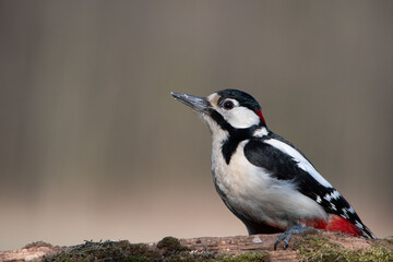Samica dzięcioła dużego na omszonej gałęzi © Meija
