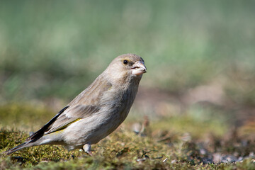 Samica dzwońca siedząca na zielonym mchu