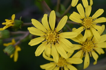 Japanese  silver leaf flowers / Asteraceae evergreen grass