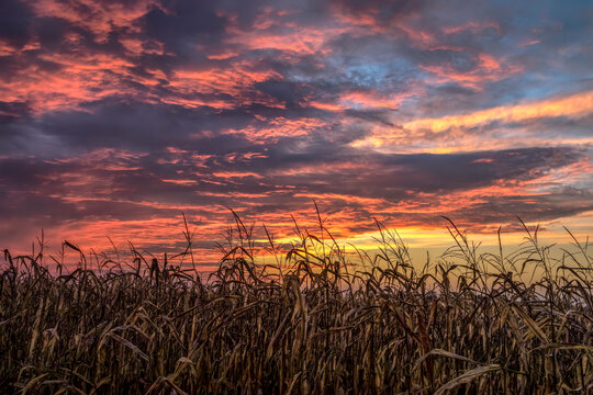 A dramatic and colorful sunset sky with dramatic clouds tops an autumn cornfield before fall harvest.