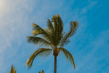 palm tree and sky
