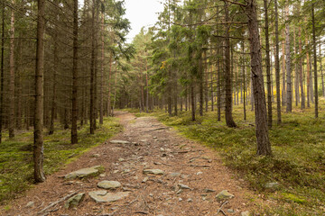 Autumn forest path with roots needles and stones