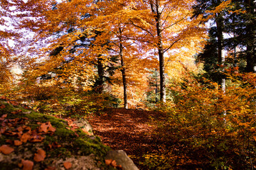 The autumn has arrived in Switzerland