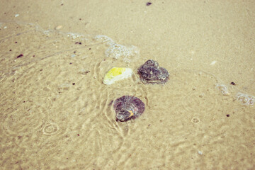 jellyfish on the beach