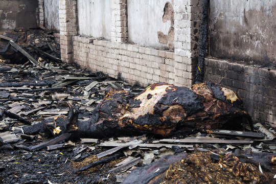 Fire in the farm, where died more than 30 cows, 23.10.2018, in Koknese, Latvia