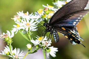 Spicebush Swallowtail Butterfly Sipping Nectar from the Accommodating Flower