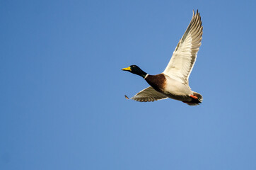 Mallard Duck Flying in a Blue Sky