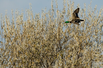 Mallard Duck Flying Past the Autumn Trees