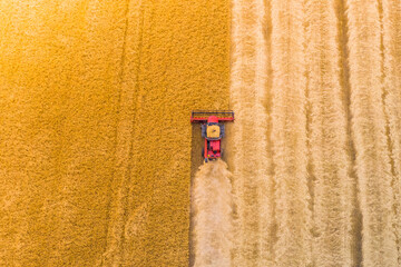 one red combine harvest wheat in the field. Top view. Harvesting machine working in the field. Top...