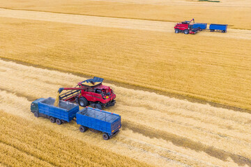 two combine harvester in action on wheat field. Harvesting is the process of gathering a ripe crop...