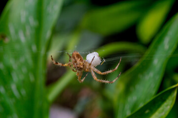 Close shot of a spider on the web