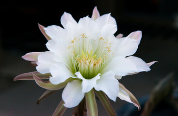 Night-blooming cereus