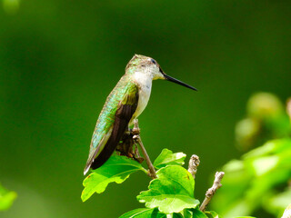 Ruby-Throated Hummingbird Perched on a Tree Branch with Head Tilted to Other Side Looking Up with One Eye and Narrow Skinny Beak Out - a Series