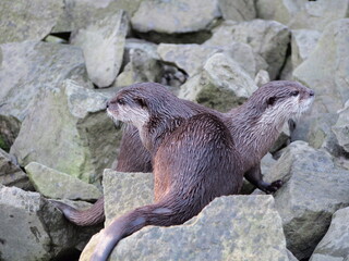 Obraz premium otters on rocks by the water, aquatic animals, river animals, inhabitants of the stream and mountain streams, wet shiny fur,