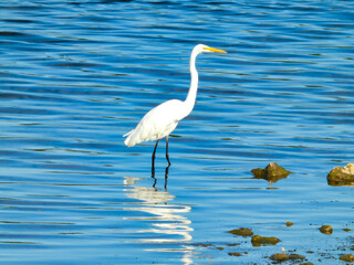 A Great Egret Bird Stands in Shallow Bright Blue Lake Water on a Summer Day with Small Waves Rolling Past