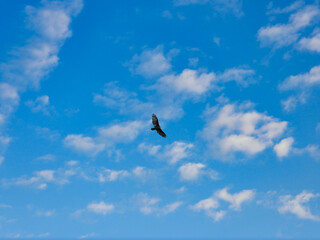 Turkey Vulture Bird in Flight with Full Wing Span on a Summer Day with Blue Sky and a Few Clouds