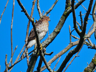 Closeup of a Cooper's Hawk in a Bare Tree as it Hunts on a Beautiful Summer Day with a Bright Blue Cloudless Sky in the Background