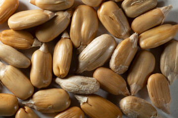 Peeled sunflower seeds on a white background. Isolate A handful of seeds close-up. Macro.
