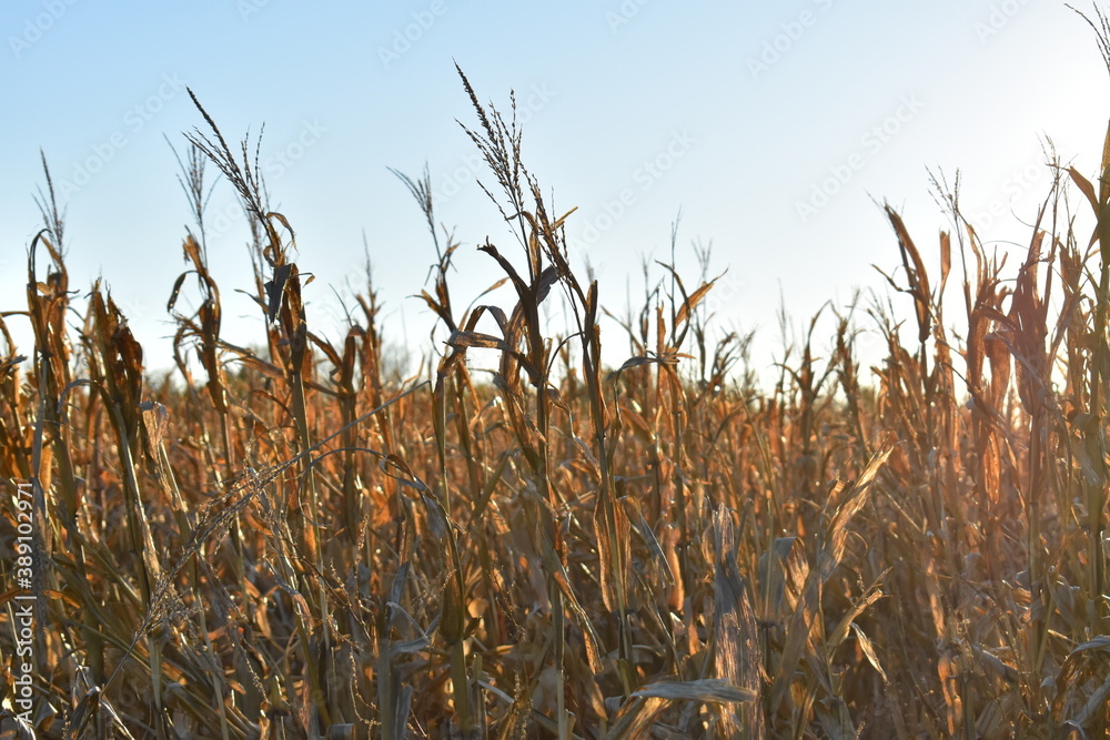 Canvas Prints Corn Field