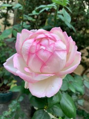 薔薇、オプティミスト