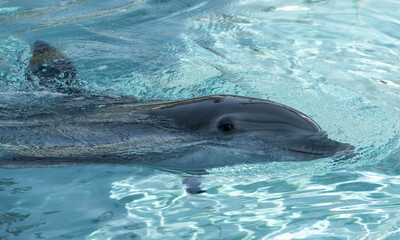 Fototapeta premium dolphin swimming in the pool
