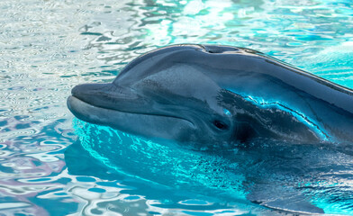dolphin in blue water © Tracy