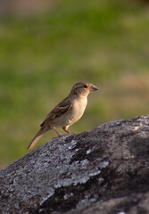 Little bird in the field