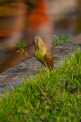 Little bird in the field