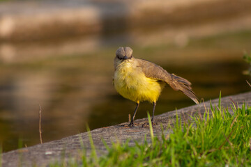 Little bird in the field