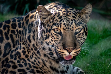 close up portrait of a leopard
