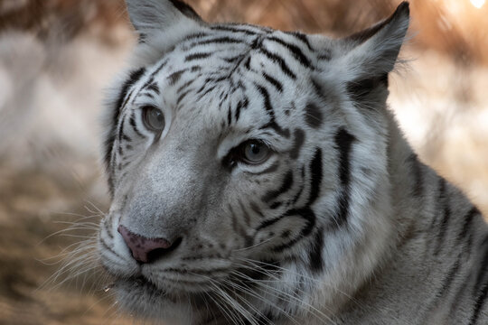portrait of a white Bengal tiger