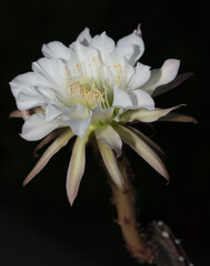 Night-blooming cereus