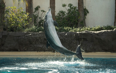 dolphin jumping out of water