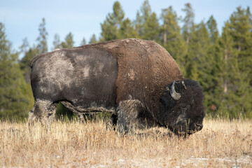 Bison buffalo bull grazing in meadow Yellowstone close.  Wildlife and animal refuge for great herds of American Bison Buffalo. Yellowstone National Park in Wyoming. Biology, geography and ecology.