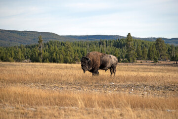 Buffalo male bull bison walking Yellowstone meadow forest 1156. Wildlife and animal refuge for great herds of American Bison Buffalo and Rocky Mountain Elk. Yellowstone National Park in Wyoming