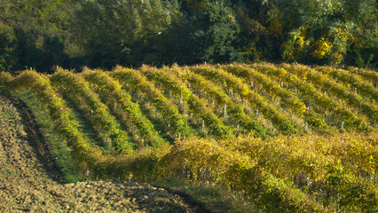paesaggio di campagna con vigneti