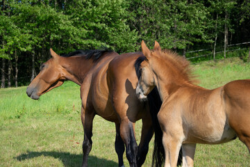 Fototapeta premium two horses in the field