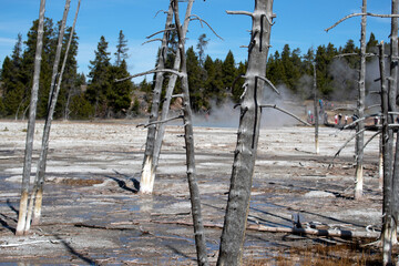 Fototapeta na wymiar Dead trees Yellowstone geyser basin tourism. Geothermal geological environment ecosystem landscape. Caldera, the largest super volcano on the continent. Biology geography and ecology.
