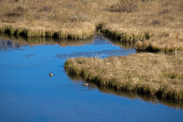 Ducks on shallow lake swamp march landscape reeds. Shallow alpine lake in eastern Idaho. At the Continental Divide near Yellowstone National Park and Island Park. Mountain valley recreation area.