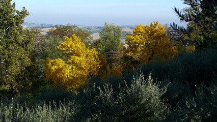 alberi in autunno con foglie gialle
