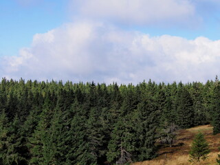 view of forest with  blue sky with white clouds in the background on an autumn sunny day, Jeseníky Mountains, Czech