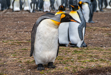 Volunteer Beach, Falkland Islands, UK - December 15, 2008: Closeup of 1 King Penguin with rest of...