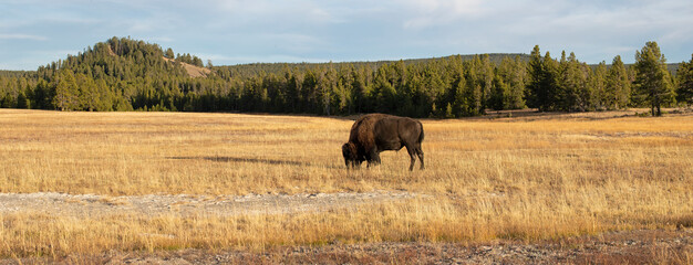 Yellowstone Bison bull buffalo grazing in meadow Panorama 1198. Wildlife and animal refuge for great herds of American Bison Buffalo and Rocky Mountain Elk. Yellowstone National Park in Wyoming © Donley Despain