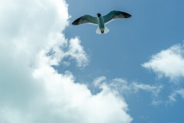 A sea gull in the sky