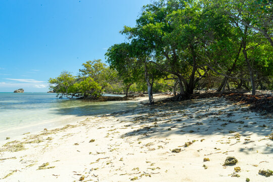 Mangrove trees on the beach