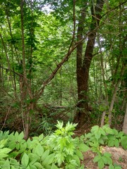 forest in the forest