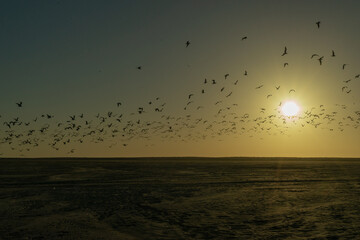 Birds flying into the sunset